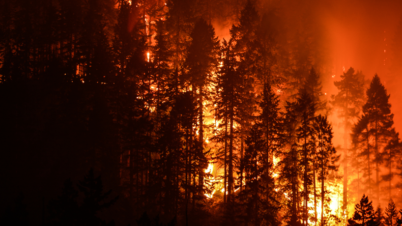 Forest fire